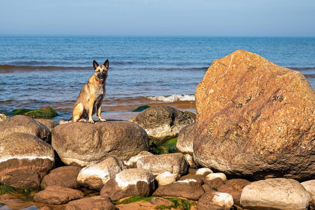 A dog stands on the rocks in the sea against the background of blue sky