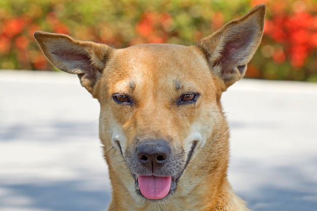 Dog staring its tongue hanging out and doing pretty face