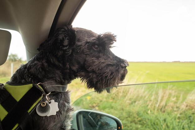 Dog sticking his head out of a car window