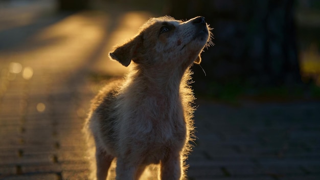 Dog on the street Small mixed breed dog closeup in nature Homeless mongrels are waiting for a new owner Dogs tilt their heads to hear us better