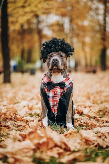 A dog in a suit wig and glasses Dog American Bully in a gentleman's suit and glasses