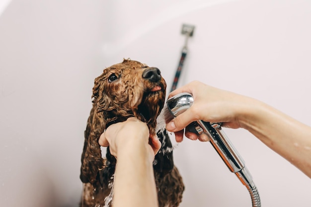 The dog takes a bath