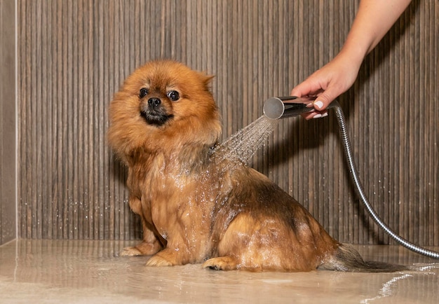 Dog takes a shower. Grooming and pet care at home. Pomeranian fur is wet after washing.