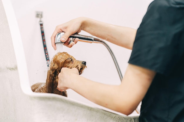 The dog takes a shower