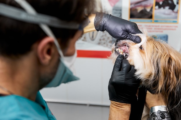 Dog teeth with cavities closeup checking dog teeth