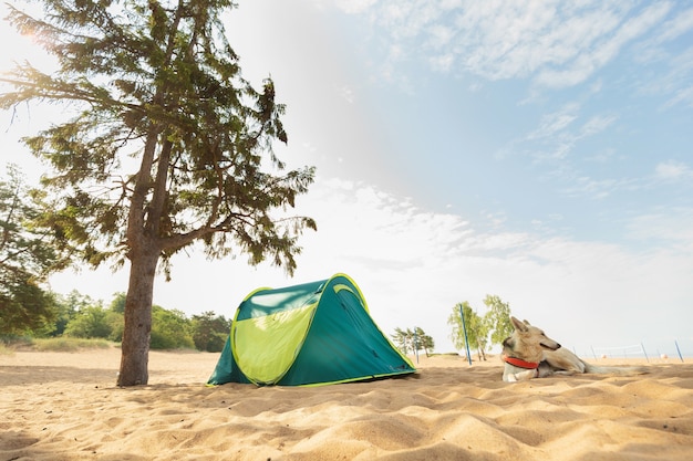 Dog and Tent under a tree on a sandy beach