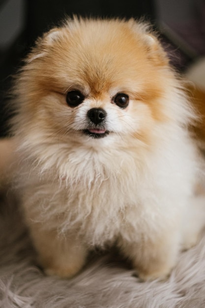 Photo a dog that is sitting on a rug with a tag that says dog