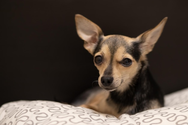 Dog toy terrier with big ears lies looking at the frame