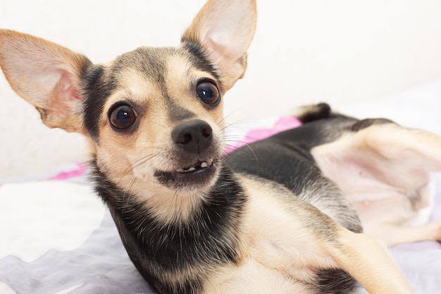 Dog toy terrier with mistress is looking at you