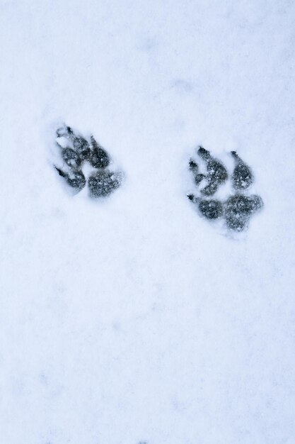 Photo dog tracks in the snow paw prints of a large dog on white snow place for text care for pets in the winter in cold weather