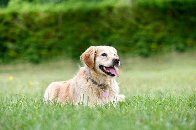 dog training for obedience discipline with a golden retriever