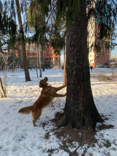 Dog tries to climb a tree to steal a squirrel