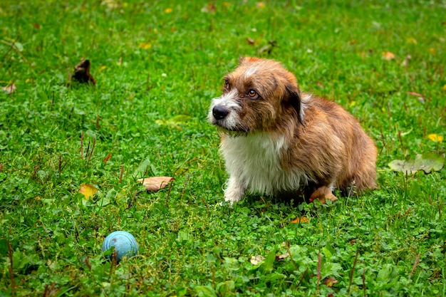 A dog of an unknown breed plays with a ball on the grass close-up.