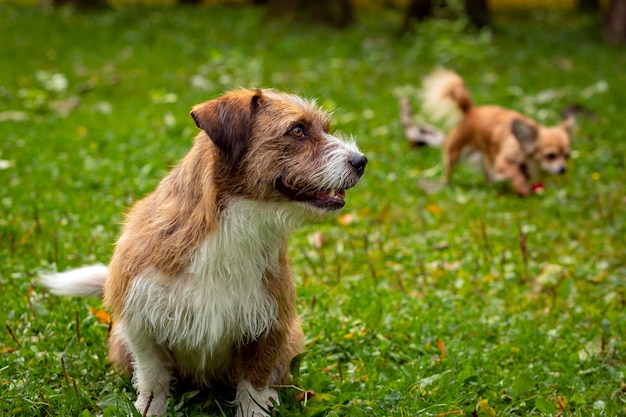 A dog of an unspecified breed plays on the grass close-up...