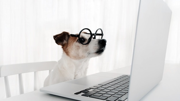 Dog using computer in nerd glasses laptop keyboard