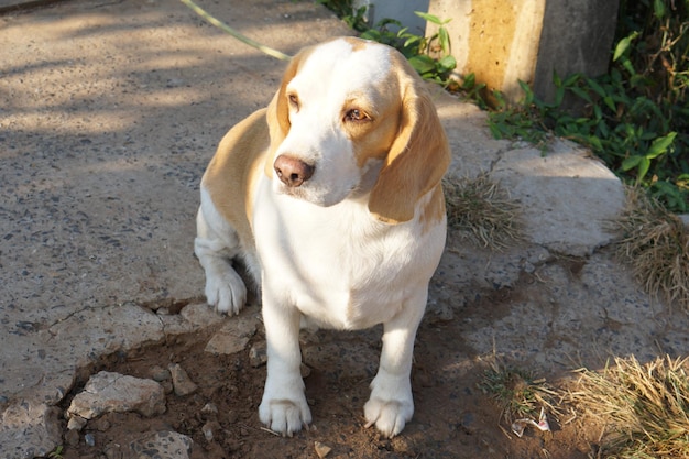 Dog waited for the owner in front of the house