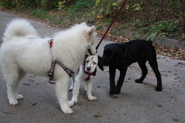 Dog for a walk American Cocker Spaniel Black and white dog Little puppy Dog on a leash