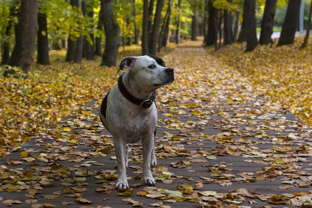 A dog on a walk in the autumn park Fallen yellow foliage