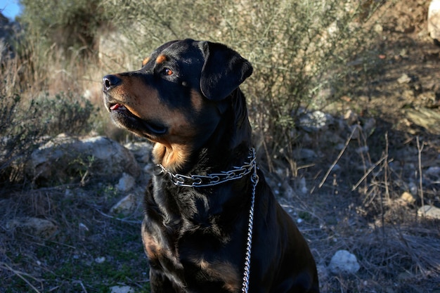 Dog for a walk among the tall grass.