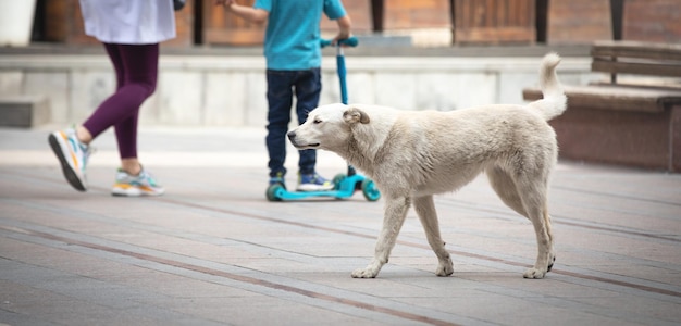 Dog walking in the city street