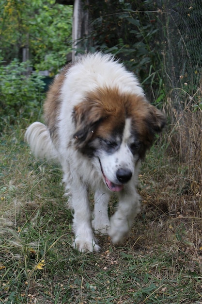 Photo a dog walking in the grass