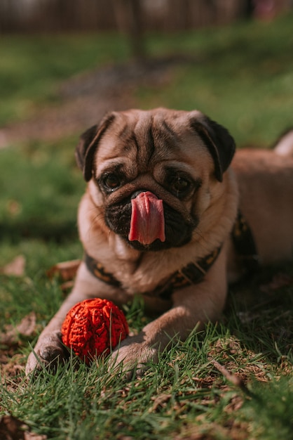 Dog walking in the park