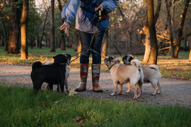 Dog walking professional dog walker walking dogs in autumn sunset park walking the pack array of