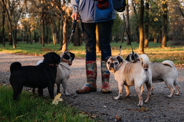 Dog walking professional dog walker walking dogs in autumn sunset park walking the pack array of