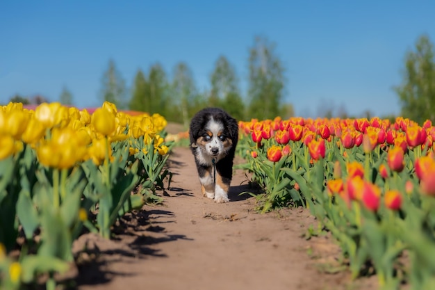 A dog walking through a field of tulips.