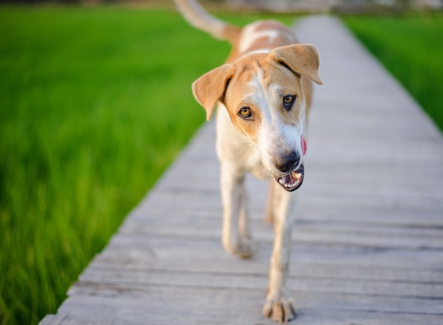 A dog walking on a wooden bridge