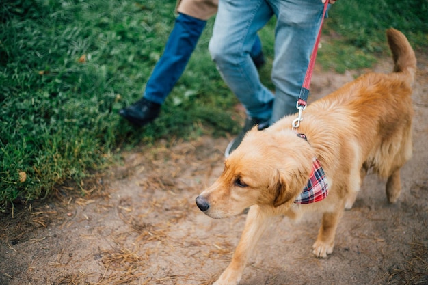 The dog walks through the woods next to his family and owners in a tie