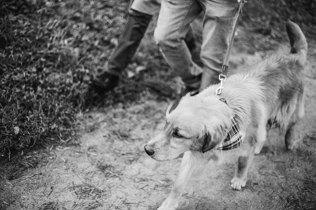 The dog walks through the woods next to his family and owners in a tie