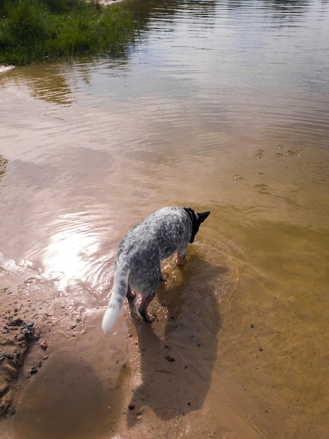 A dog in the water