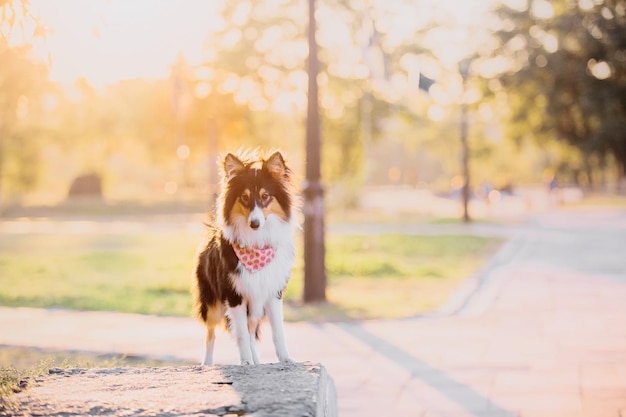 A dog wearing a bandana stands on a ledge in a park.