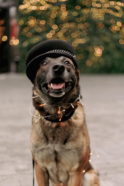 A dog wearing a black hat with the word french on it