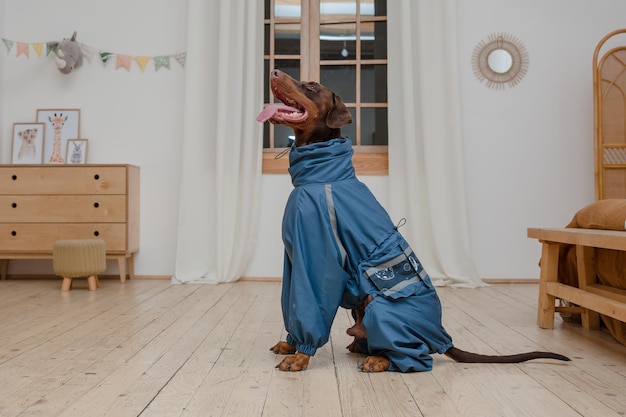 A dog wearing a blue coat sits in a room with a wooden dresser and a sign that says'dog's new home '