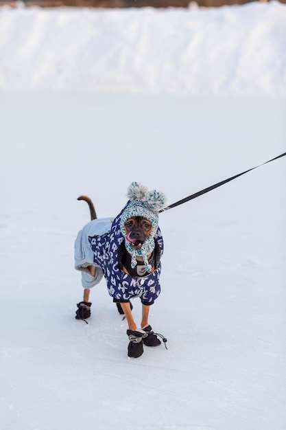 A dog wearing a coat and hat walks on ice.