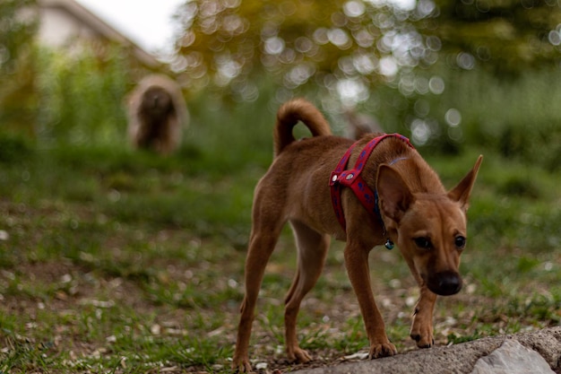 Photo a dog wearing a harness