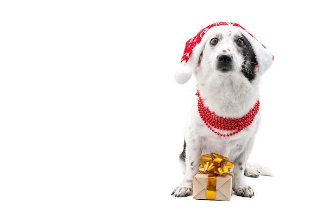 Dog wearing a hat of Santa Claus with copy space