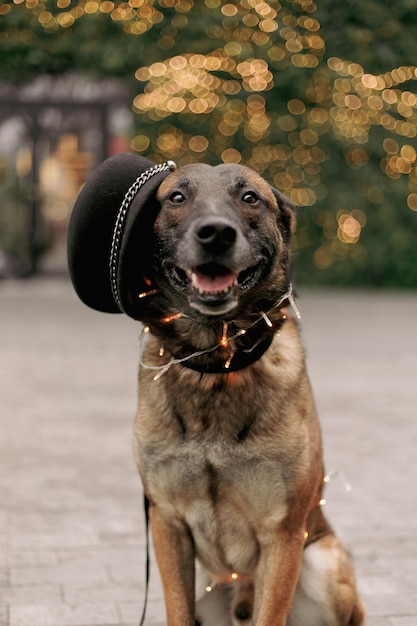 A dog wearing a hat with a christmas tree in the background