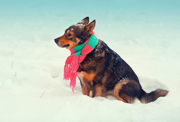 Dog wearing scarf walking outdoor in winter