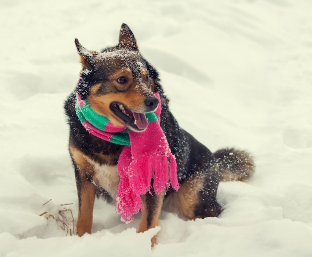 Dog wearing scarf walking outdoor in winter