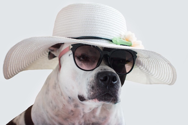 A dog wearing sunglasses and a hat Funny American Staffordshire