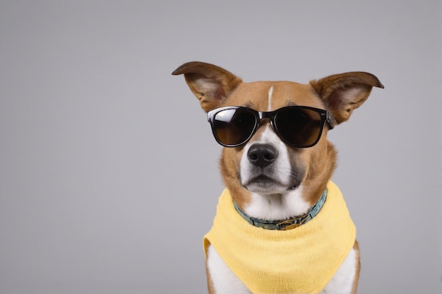 a dog wearing sunglasses and a yellow shirt