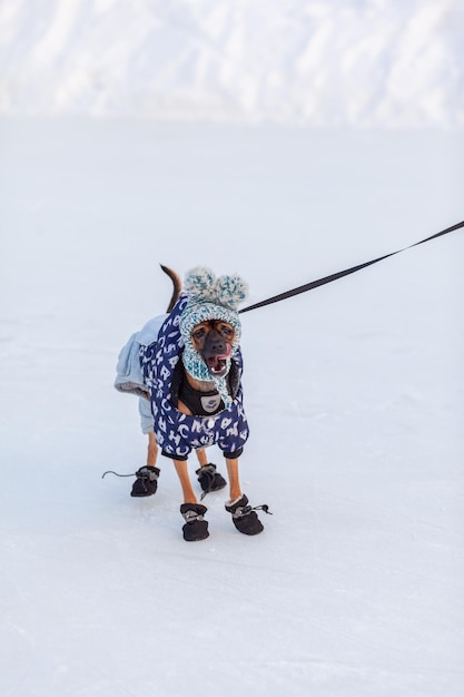 A dog wearing a winter coat and boots is on a snowy field.