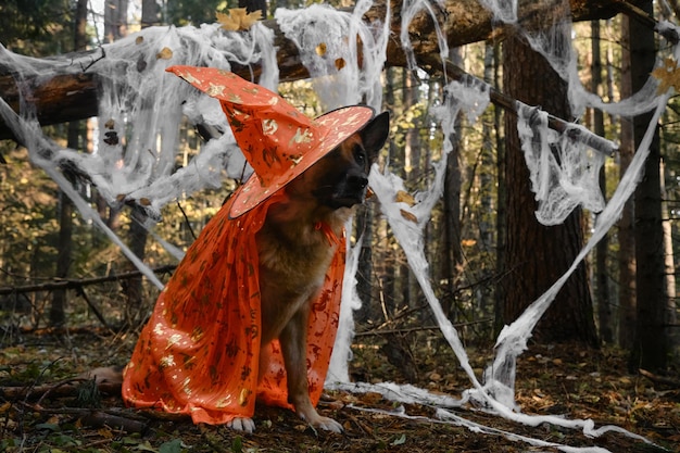 Dog wears orange cloak and witch or wizard hat decor spider web in autumn forest park behind