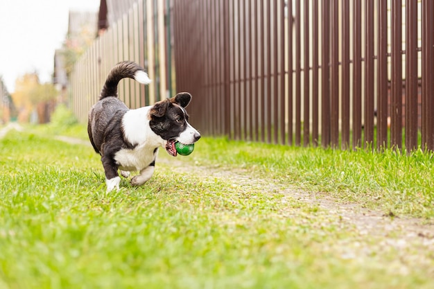 Dog Welsh Corgi Pembroke A thoroughbred dog is playing with a toy Animal themes