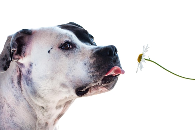 A dog on a white background sniffs flowers and shows his tongue Man's friend