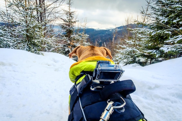 Dog with action camera on his back in winter mountain