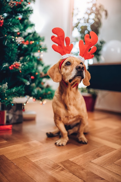 Dog with antlers sitting on the floor